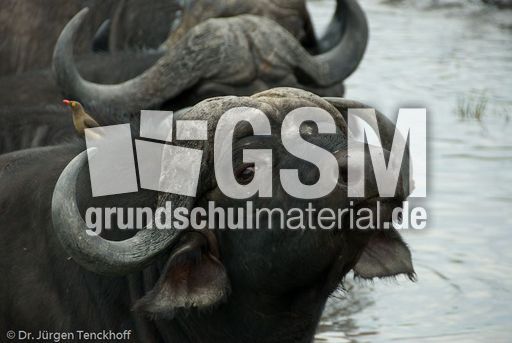 Afrikanischer Büffel (52 von 102).jpg